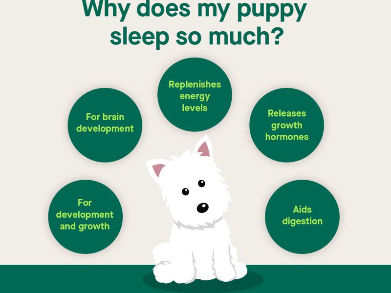 Why does my puppy sleep so much infographic