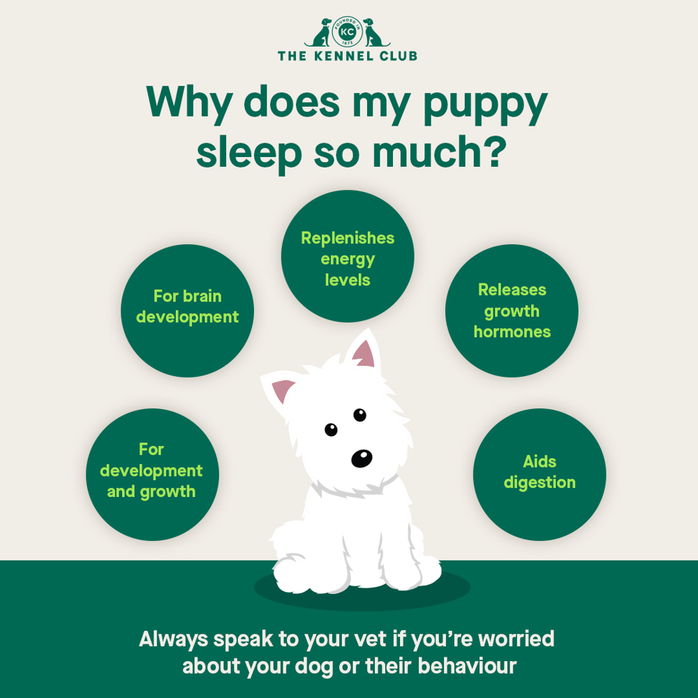 Why does my puppy sleep so much infographic