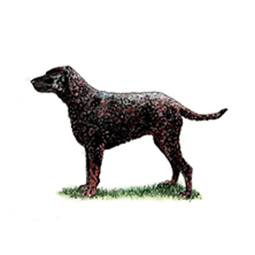Retriever (Curly Coated) illustration