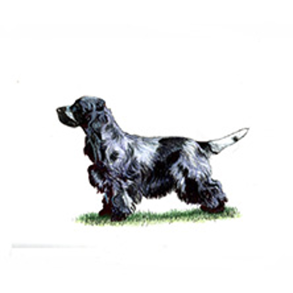 Spaniel (Cocker) illustration