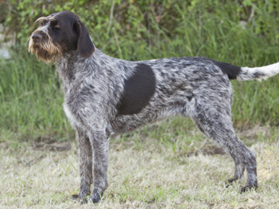 German Wirehaired Pointer standing