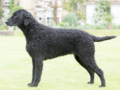 Retriever (Curly Coated) standing
