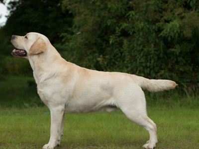 Retriever (Labrador) standing