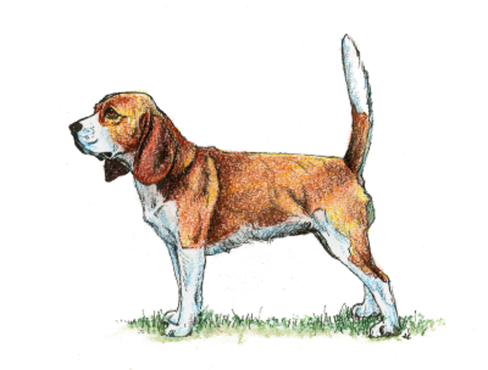 Beagle illustration