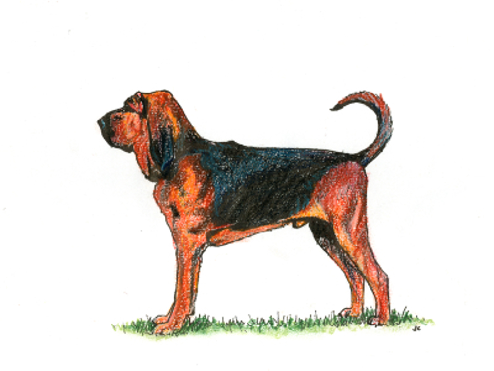 Bloodhound illustration