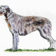 Irish Wolfhound illustration