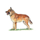 Belgian Shepherd Dog (Laekenois) illustration
