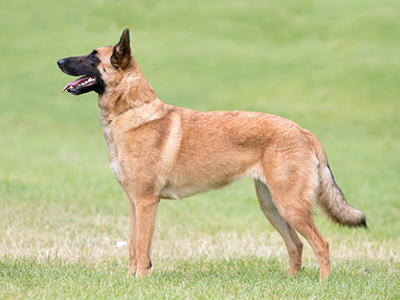 Belgian Shepherd Dog (Malinois) standing