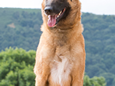 Belgian Shepherd Dog (Malinois) headshot