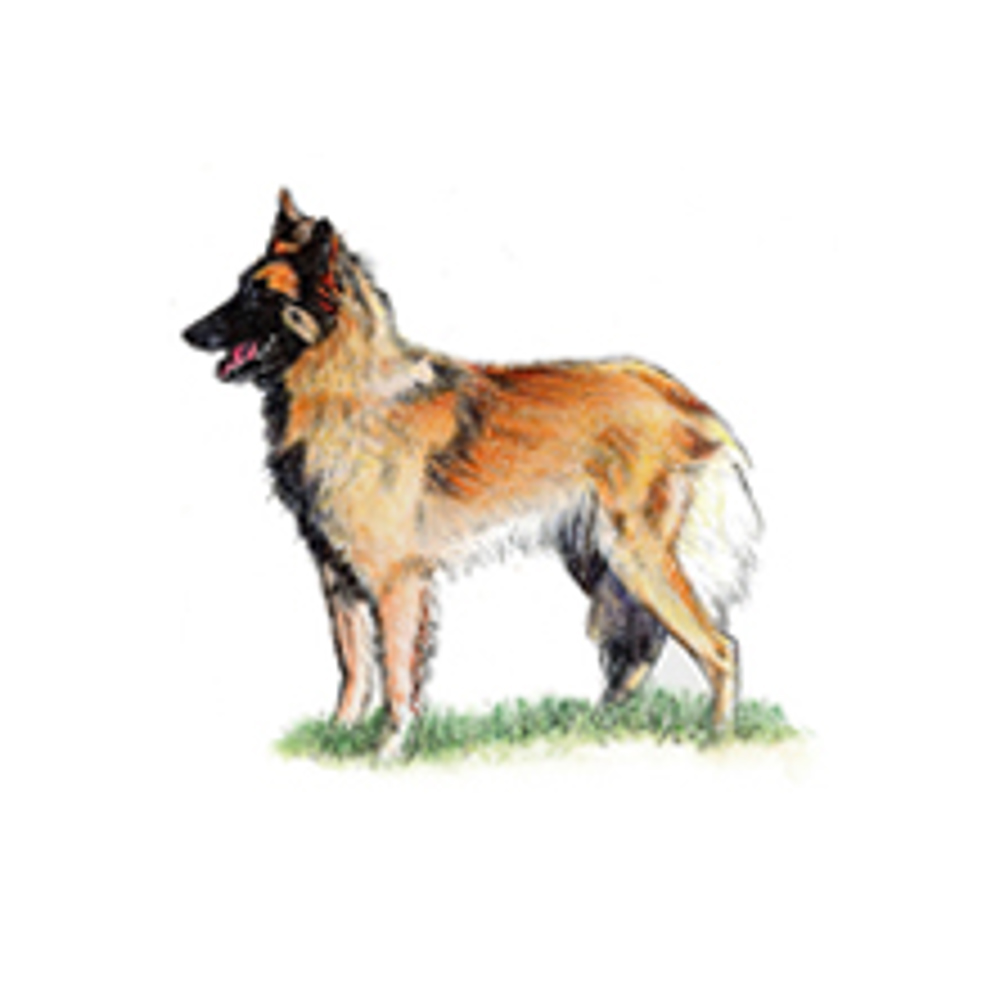 Belgian Shepherd Dog (Tervueren) illustration