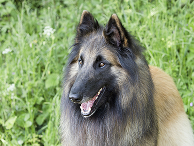Belgian Shepherd Dog (Tervueren) headshot