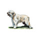 Catalan Sheepdog illustration