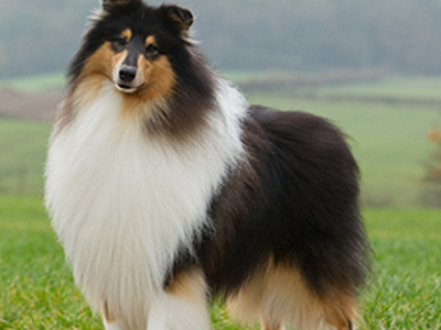 Collie Rough standing