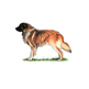 Estrela Mountain Dog illustration