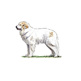 Pyrenean Mountain Dog illustration