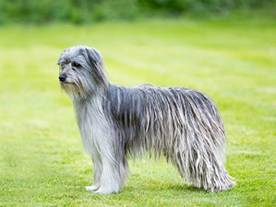 Pyrenean Sheepdog Long Haired standing