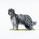 Pyrenean Sheepdog (Long Haired) illustration