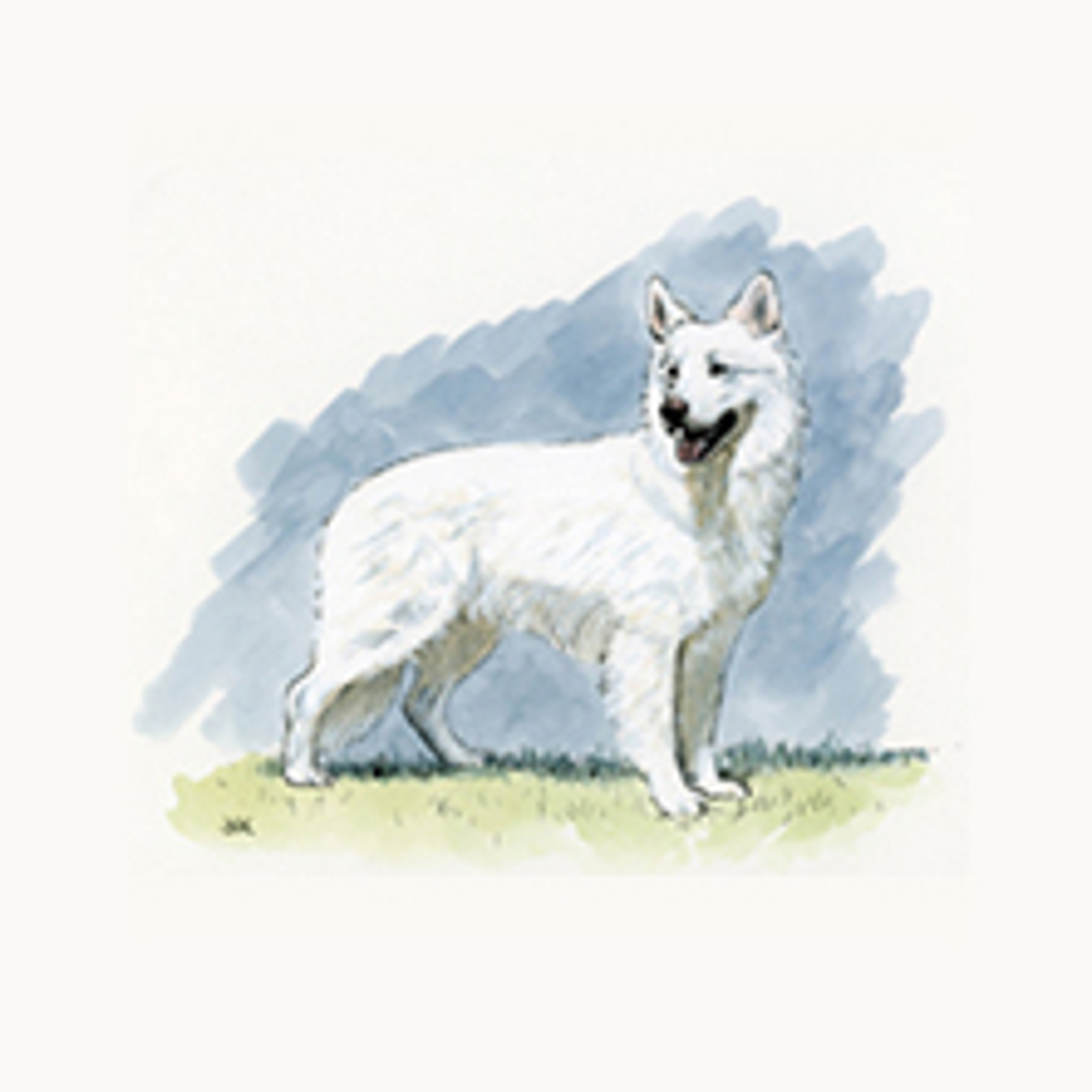 White Swiss Shepherd Dog illustration