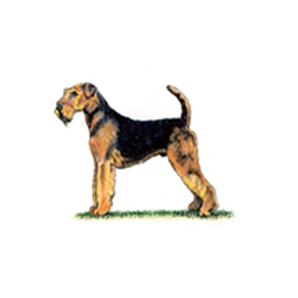 Airedale Terrier illustration