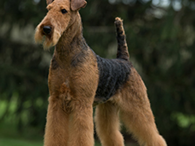 Airedale Terrier standing