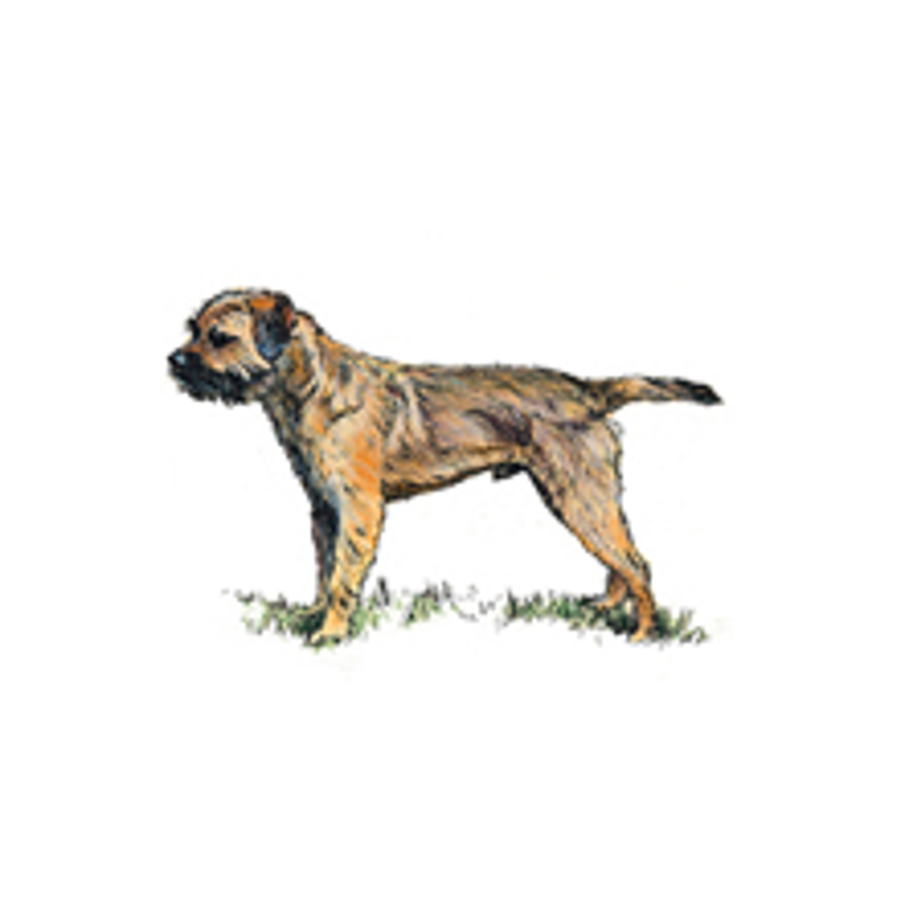 Border Terrier illustration