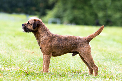 The Kennel Border Terrier: A Review of This Agile and Energetic Breed