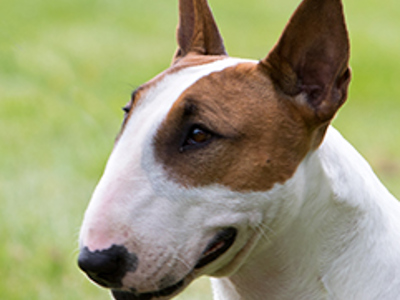 Bull Terrier Miniature headshot