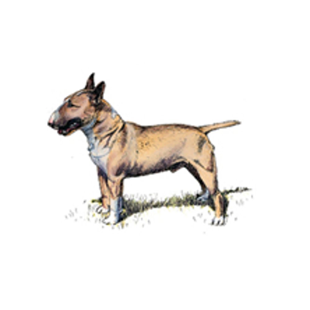 Bull Terrier (Miniature) illustration