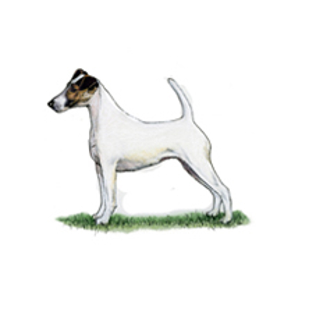 Fox Terrier (Smooth) illustration