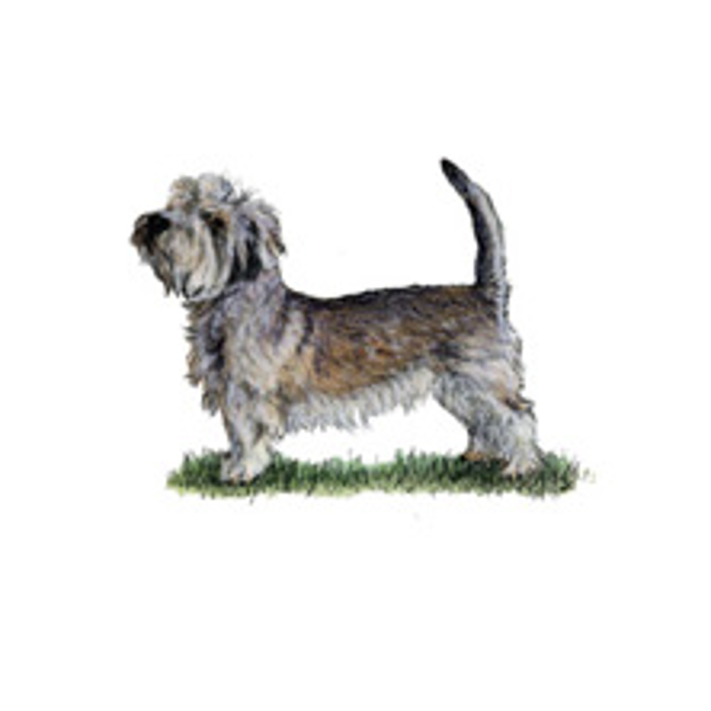 Glen of Imaal Terrier illustration