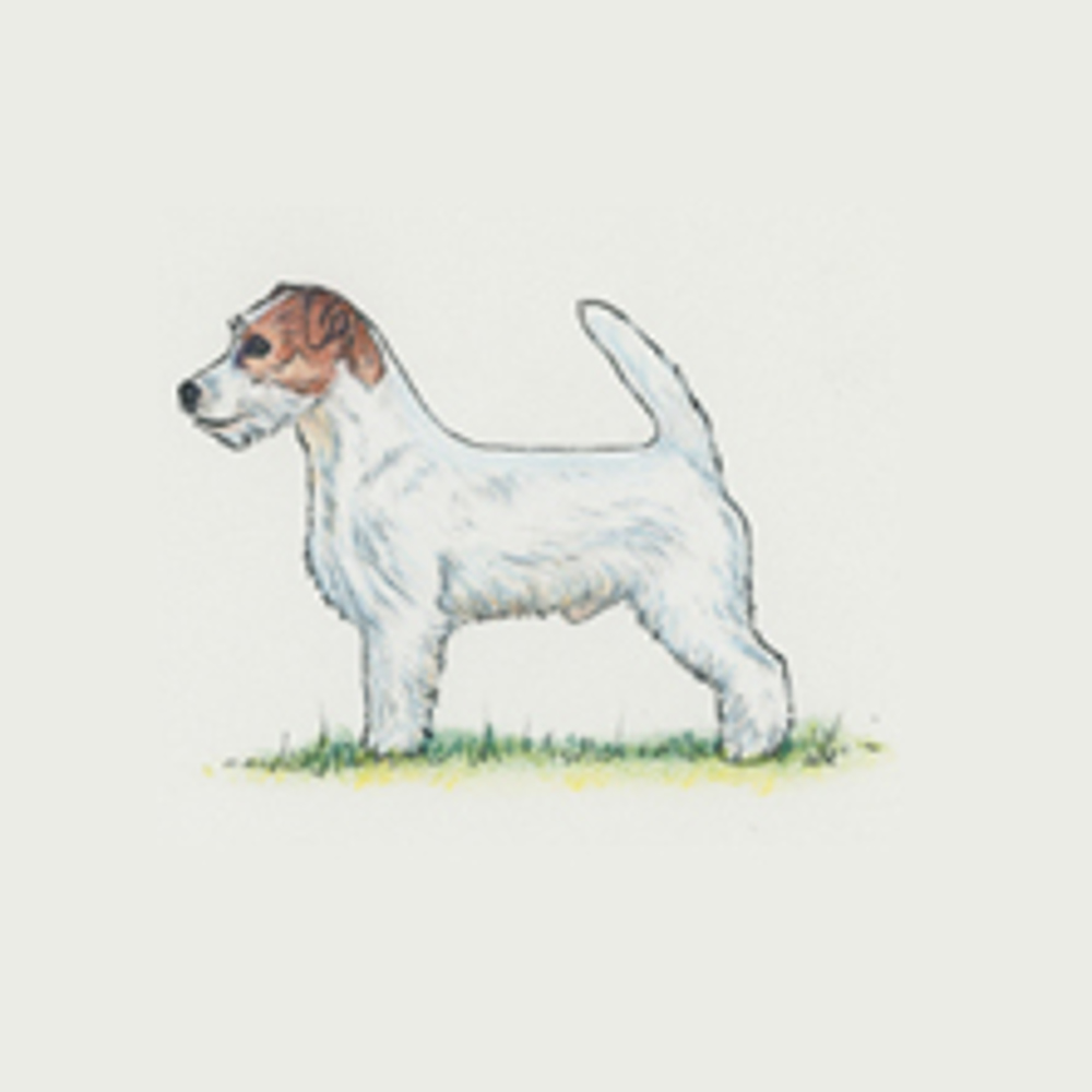 Jack Russell Terrier illustration