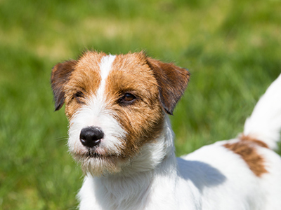 Jack Russell Terrier headshot