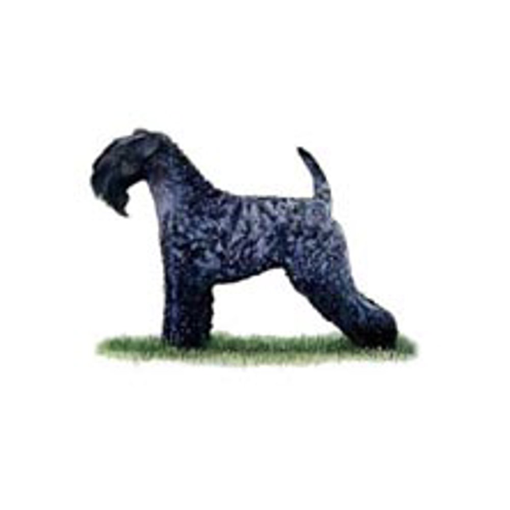 Kerry Blue Terrier illustration