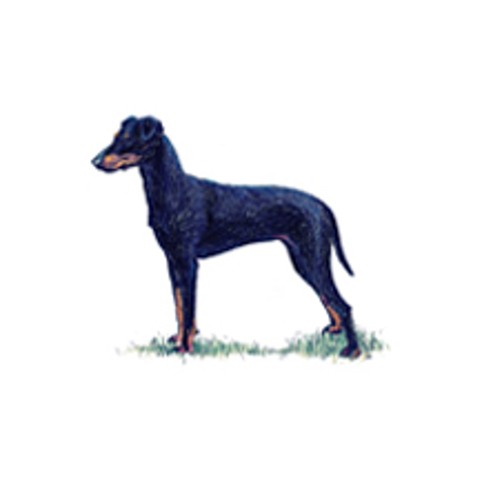 Manchester Terrier illustration