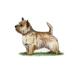 Norwich Terrier illustration