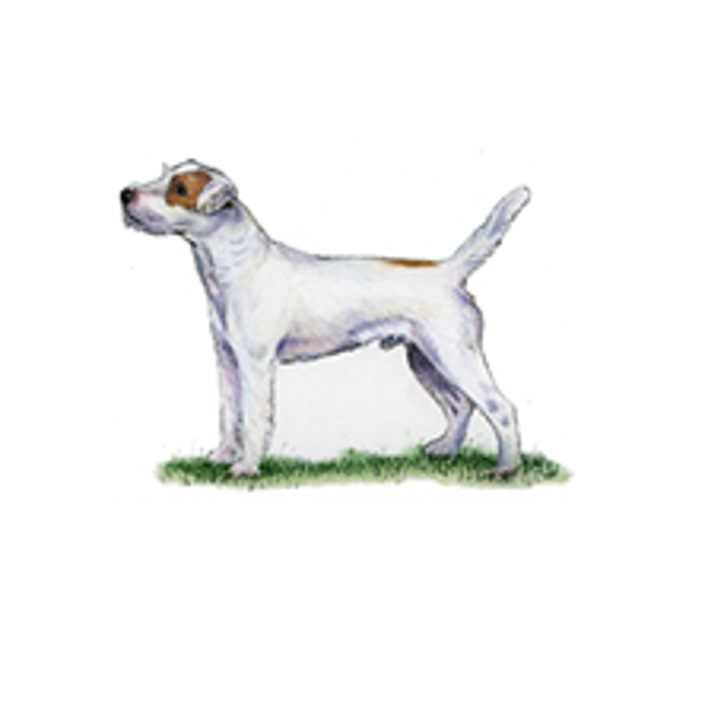 Parson Russell Terrier illustration