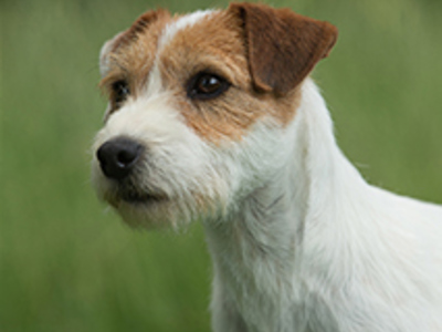 Parson Russell Terrier headshot