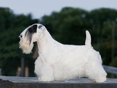 Sealyham Terrier standing