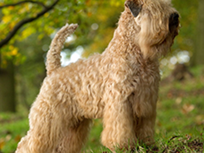 Soft Coated Wheaten Terrier standing