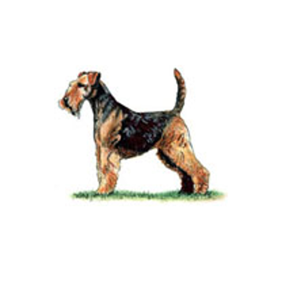 Welsh Terrier illustration