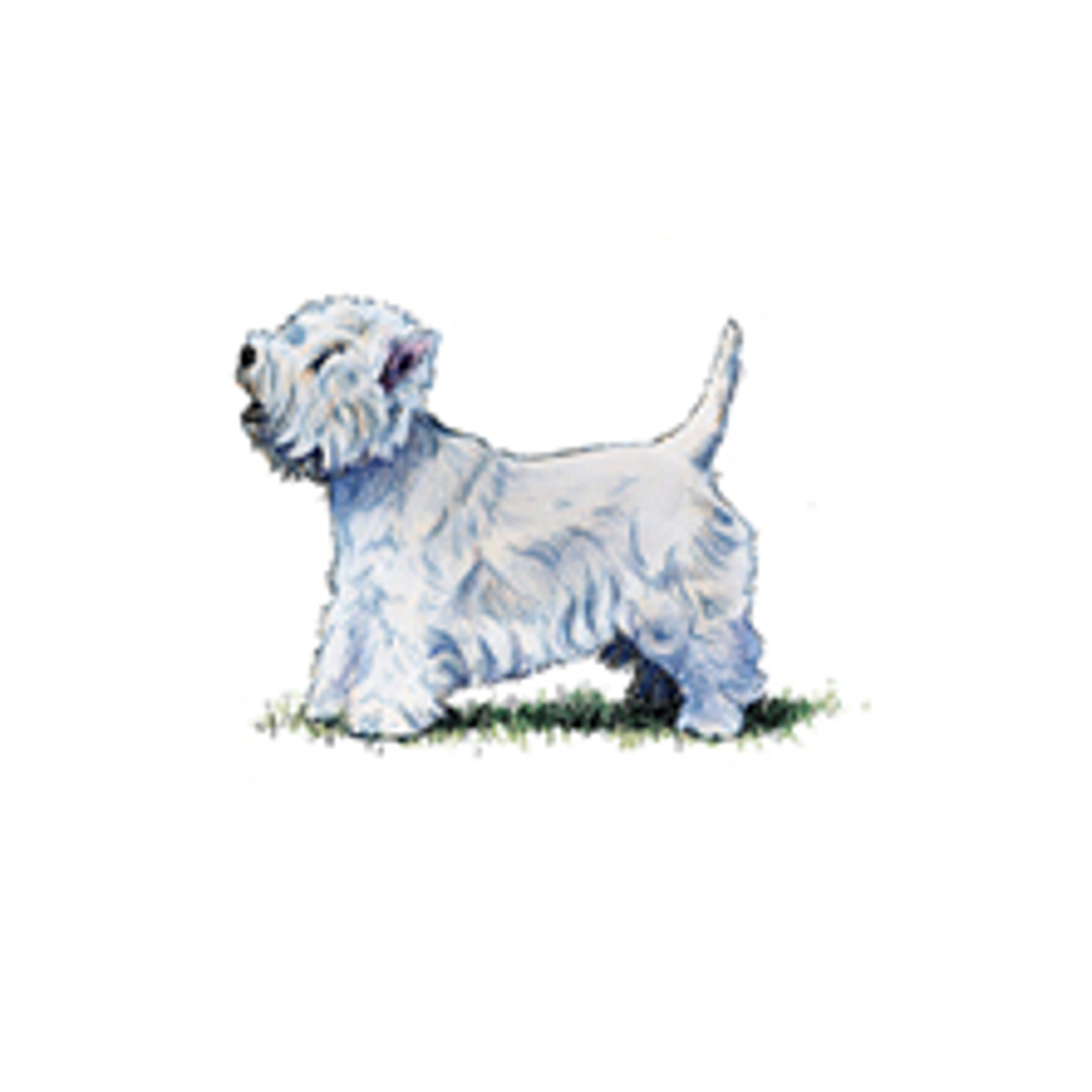 West Highland White Terrier illustration