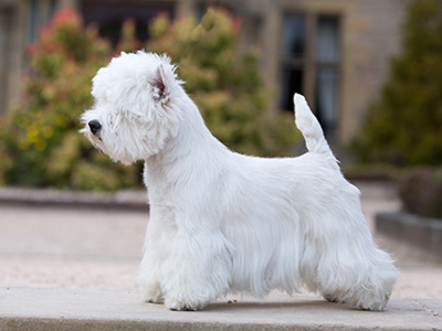 West Highland White Terrier standing