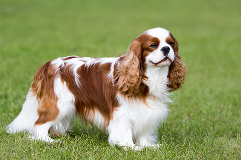 Cavalier King Charles Spaniel Breeds A To Z Kennel Club   Cavalier King Charles Spaniel Standing 