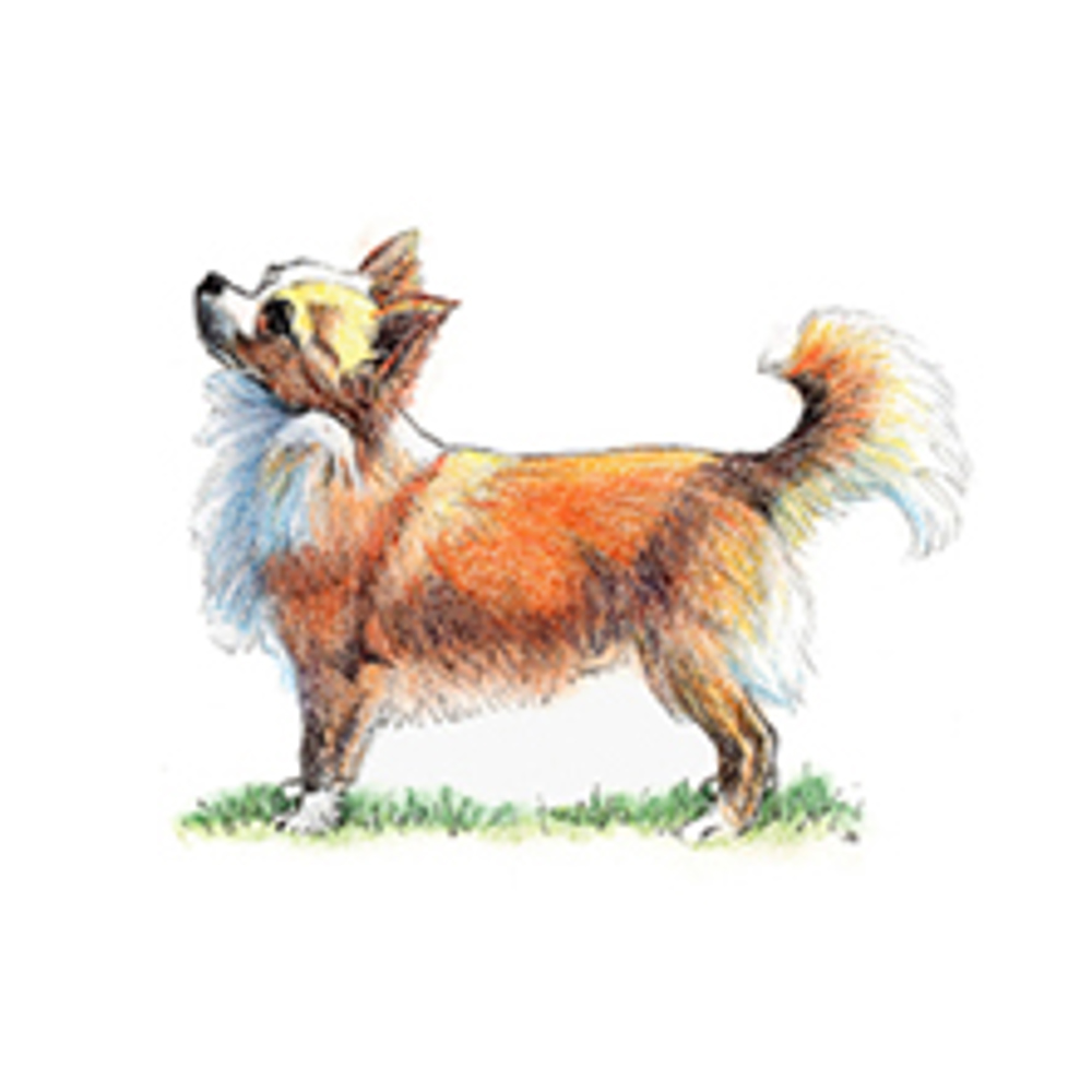 Chihuahua (Long Coat) illustration