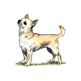 Chihuahua (Smooth Coat) illustration