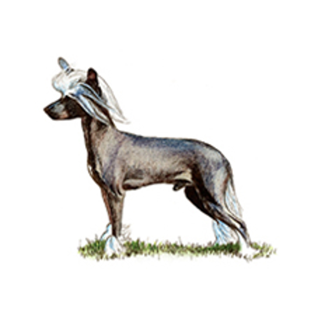 Chinese Crested illustration