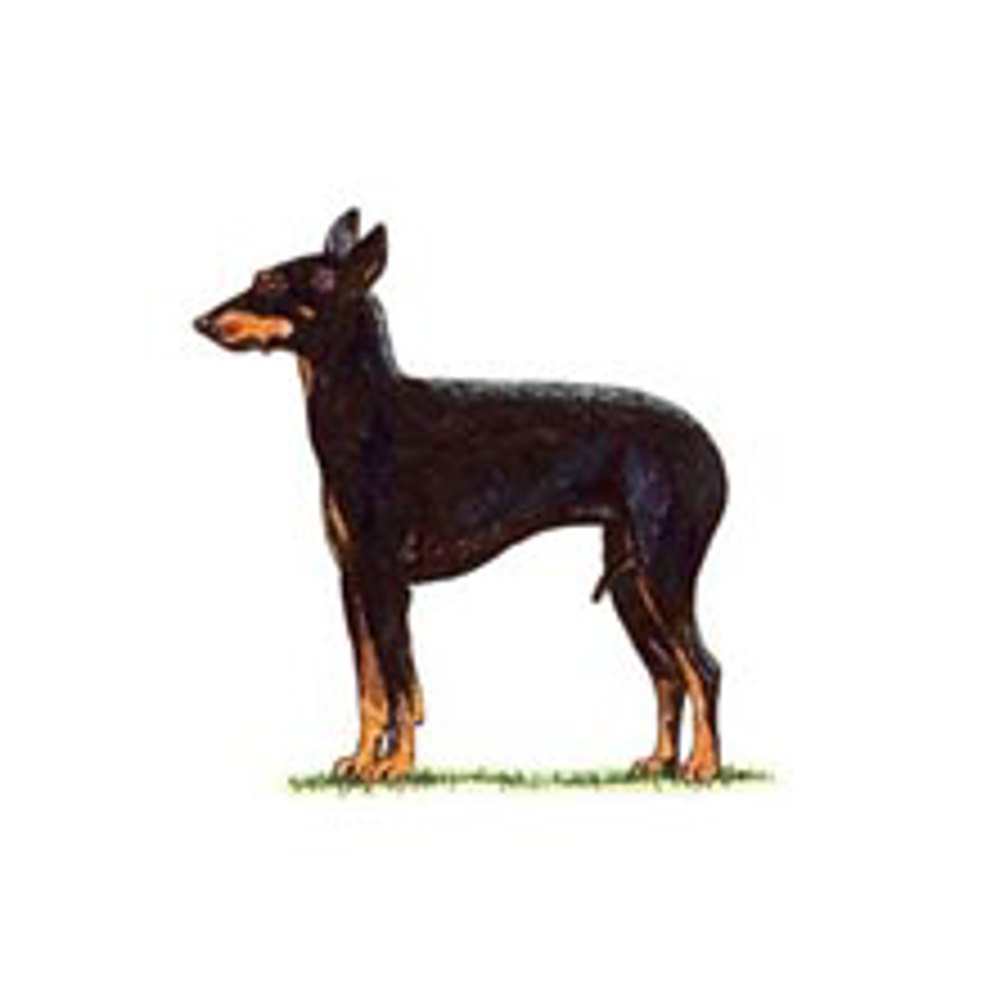 English Toy Terrier (Black and Tan) illustration