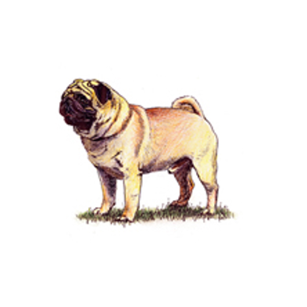 Pug illustration