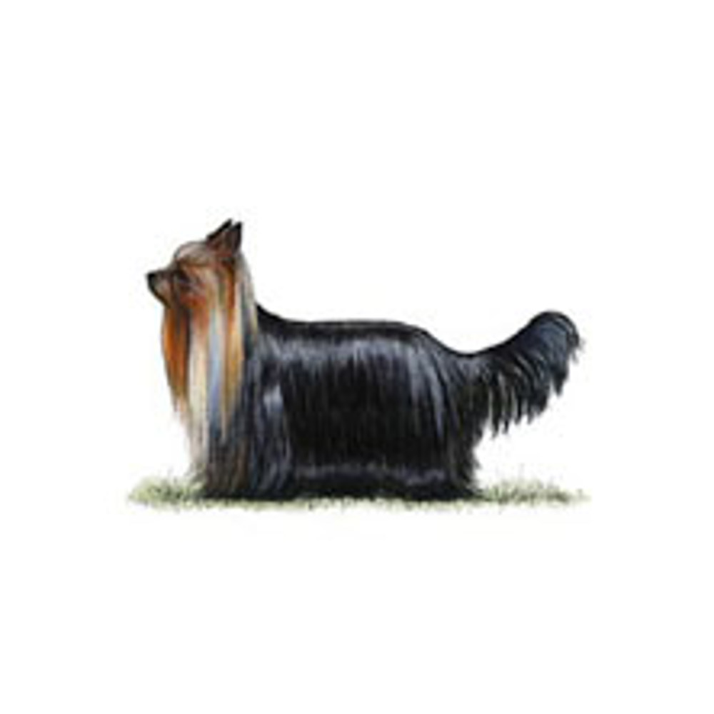 Yorkshire Terrier illustration