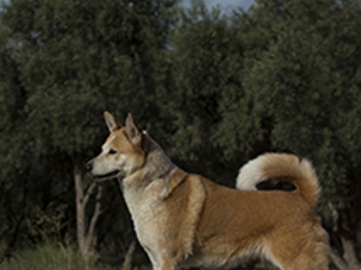 Canaan dog standing